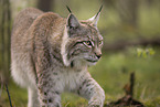 Eurasian Lynx