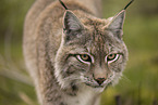 Eurasian Lynx