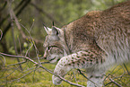 Eurasian Lynx