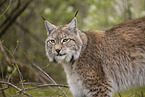 Eurasian Lynx