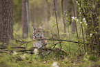 Eurasian Lynx