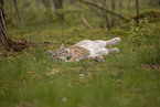 Eurasian Lynx