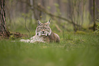 Eurasian Lynx