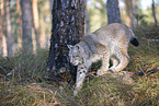 Eurasian Lynx