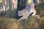 Eurasian Lynx