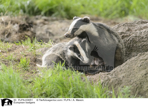 European badgers / FLPA-03651
