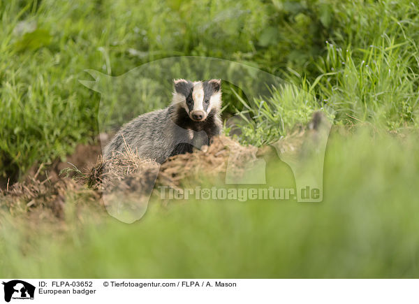 European badger / FLPA-03652
