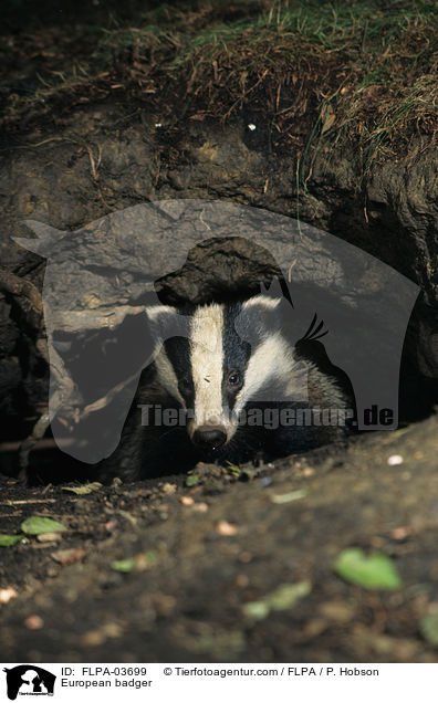 Europischer Dachs / European badger / FLPA-03699