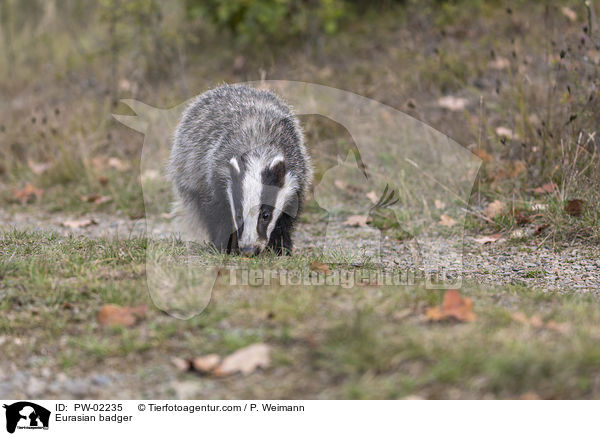 Eurasian badger / PW-02235