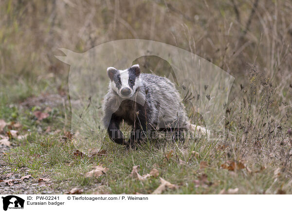 Eurasian badger / PW-02241
