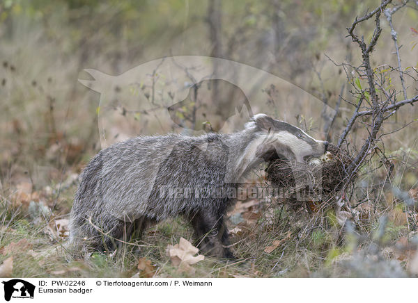 Eurasian badger / PW-02246