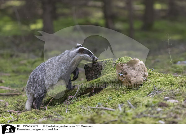 Europischer Dachs und Rotfuchs / Eurasian badger and red fox / PW-02263