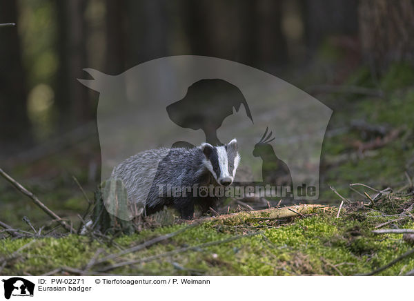 Eurasian badger / PW-02271