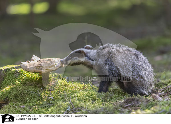 Europischer Dachs / Eurasian badger / PW-02291