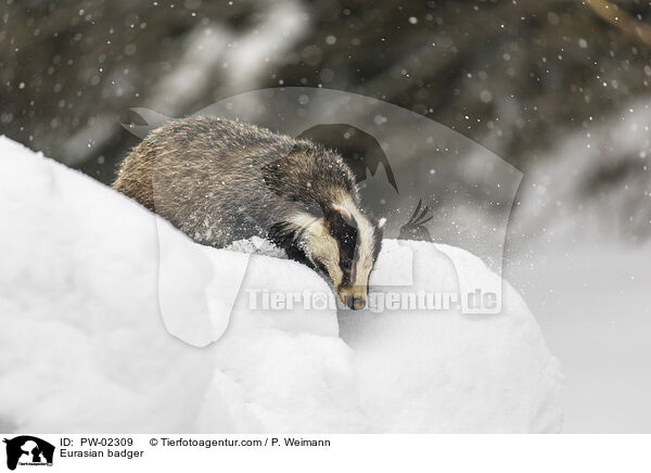 Eurasian badger / PW-02309