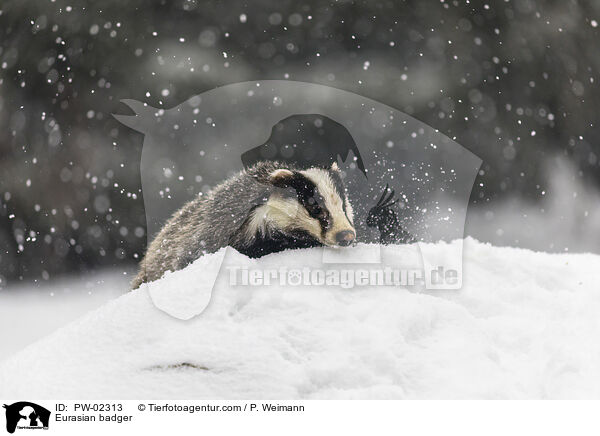 Eurasian badger / PW-02313