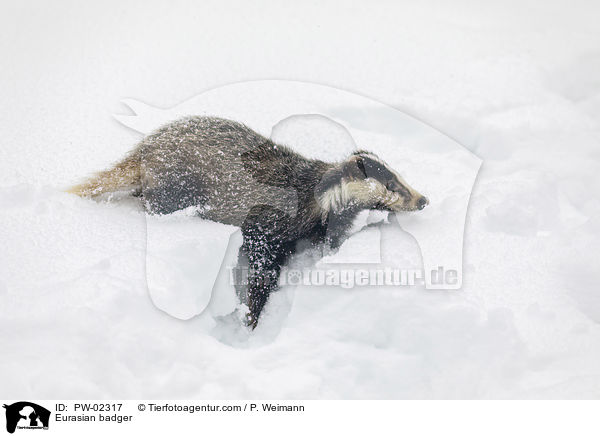 Eurasian badger / PW-02317