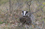 Eurasian badger