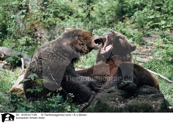 Europischer Braunbr / european brown bear / AVD-01136