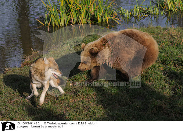 Europischer Braunbr trifft Wolf / european brown bear meets wolf / DMS-01435