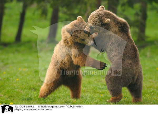 playing european brown bears / DMS-01872