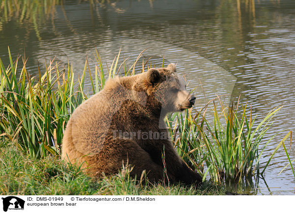 Europischer Braunbr / european brown bear / DMS-01949