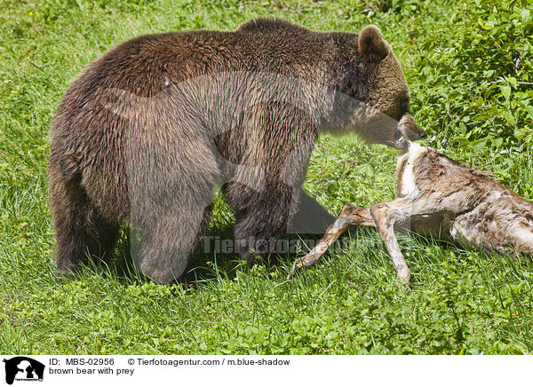 Europischer Braunbr mit Beute / brown bear with prey / MBS-02956