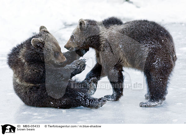 Europische Braunbren / brown bears / MBS-05433