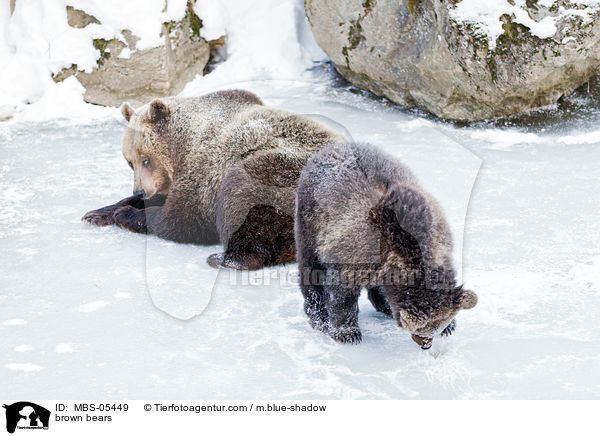 Europische Braunbren / brown bears / MBS-05449