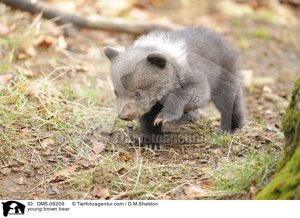 young brown bear / DMS-08209