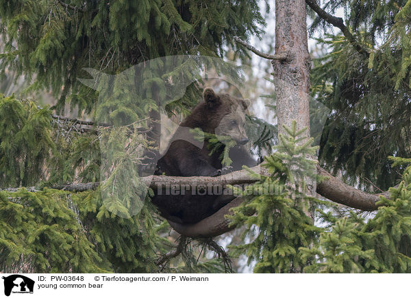 junger Europischer Braunbr / young common bear / PW-03648