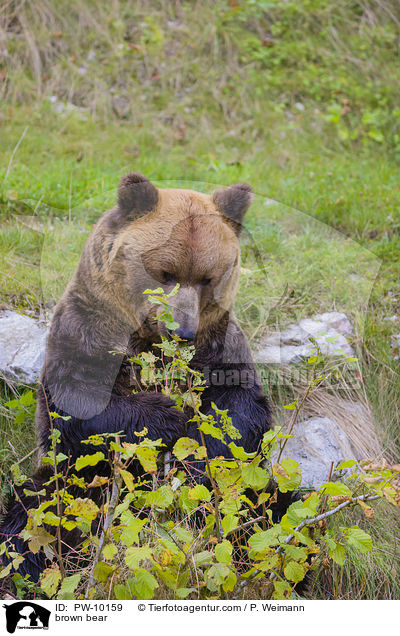 Europischer Braunbr / brown bear / PW-10159