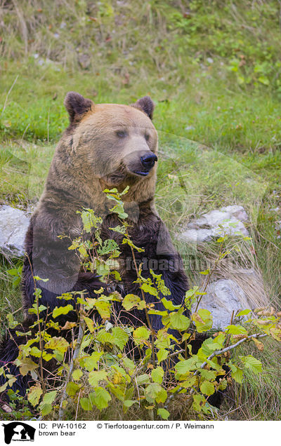 Europischer Braunbr / brown bear / PW-10162