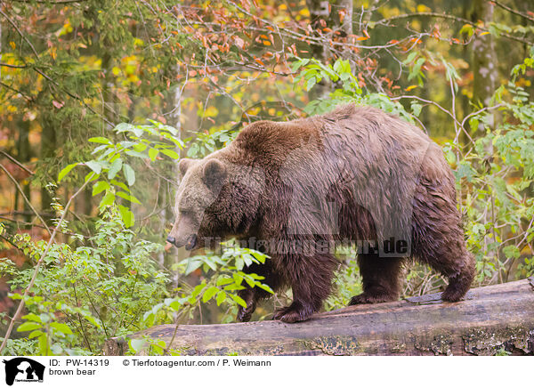 Europischer Braunbr / brown bear / PW-14319