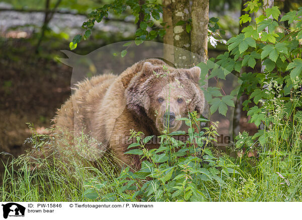 Europischer Braunbr / brown bear / PW-15846