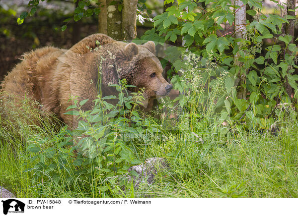 Europischer Braunbr / brown bear / PW-15848