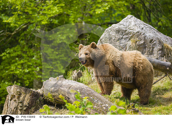 Europischer Braunbr / brown bear / PW-15849