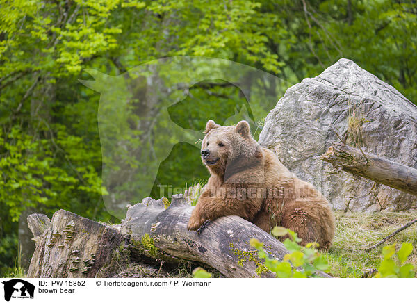 Europischer Braunbr / brown bear / PW-15852