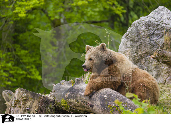 Europischer Braunbr / brown bear / PW-15853