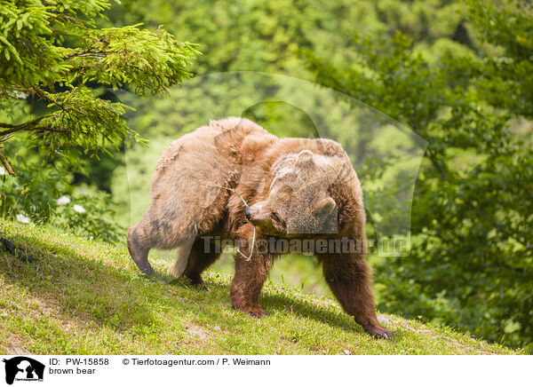 Europischer Braunbr / brown bear / PW-15858