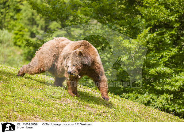 Europischer Braunbr / brown bear / PW-15859