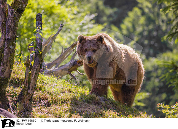 Europischer Braunbr / brown bear / PW-15860