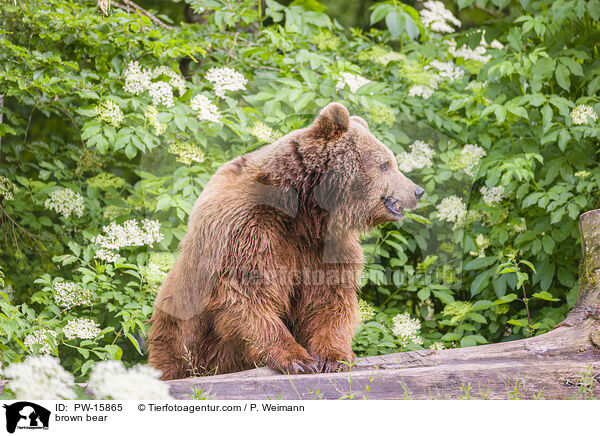 Europischer Braunbr / brown bear / PW-15865