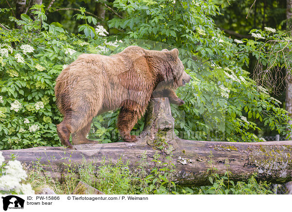 Europischer Braunbr / brown bear / PW-15866