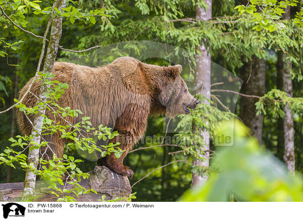 Europischer Braunbr / brown bear / PW-15868
