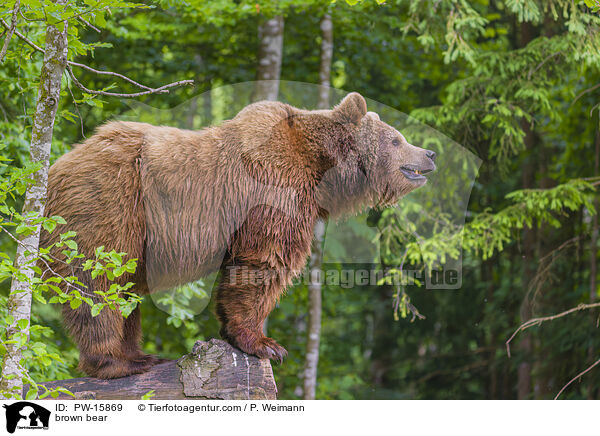 Europischer Braunbr / brown bear / PW-15869