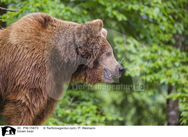 Europischer Braunbr / brown bear / PW-15873