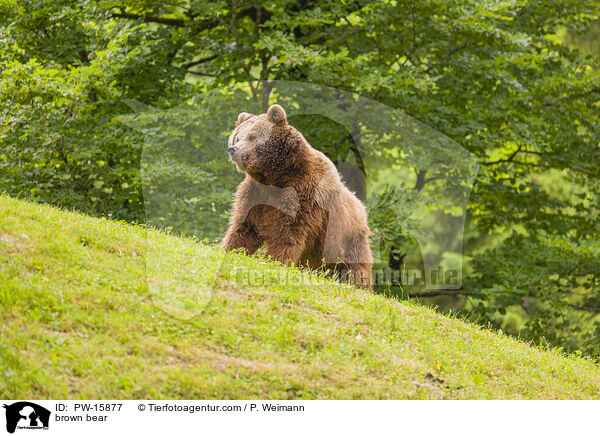 Europischer Braunbr / brown bear / PW-15877