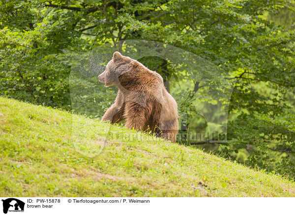 Europischer Braunbr / brown bear / PW-15878