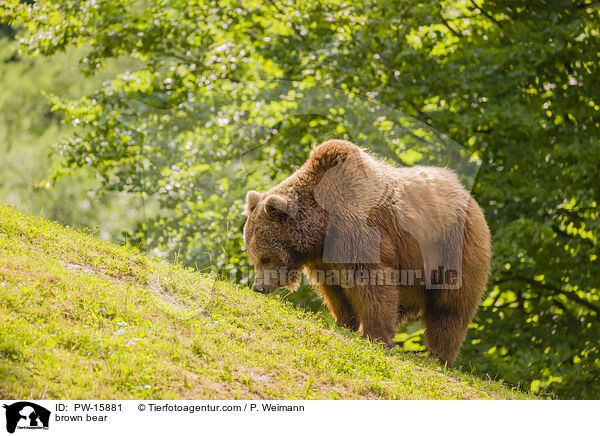 Europischer Braunbr / brown bear / PW-15881